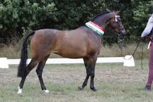 Rooskamps Raisa - Youngstock Champion en Reserve Supreme Champion Welsh Dragon Show 2019