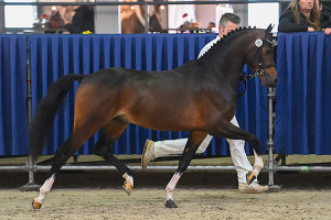 Rooskamps Mr. Darcy - sterhengst op CHK 2020